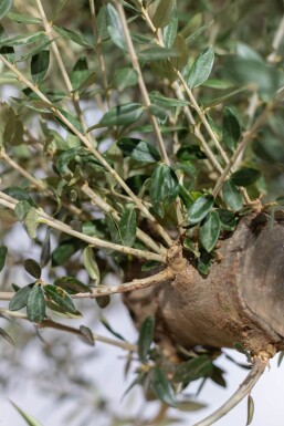 Olivenbaum / Olea Europaea Knorrig verzweigt Old Skin