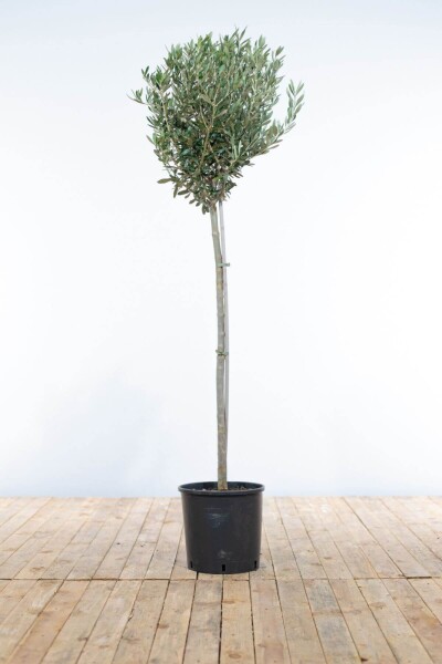 Olijfboom / Olea Europaea ministam 120-140 cm