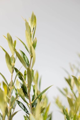 Olivenbaum / Olea Europaea auf Stamm