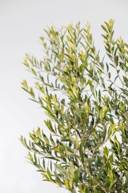 Olivenbaum / Olea Europaea auf Stamm