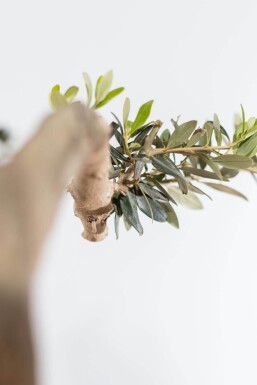 Olivenbaum / Olea Europaea ponpon