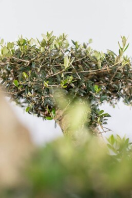 Olivenbaum / Olea Europaea ponpon