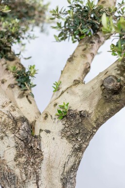 Olivenbaum / Olea Europaea ponpon