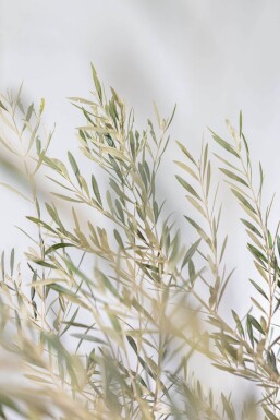 Olivenbaum / Olea Europaea Schale