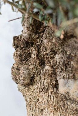 Olivenbaum / Olea Europaea Schale