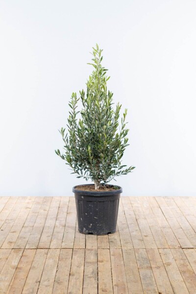 Olijfboom / Olea Europaea struik 125-150 cm Olijfboom / Olea Europaea struik 125-150 cm