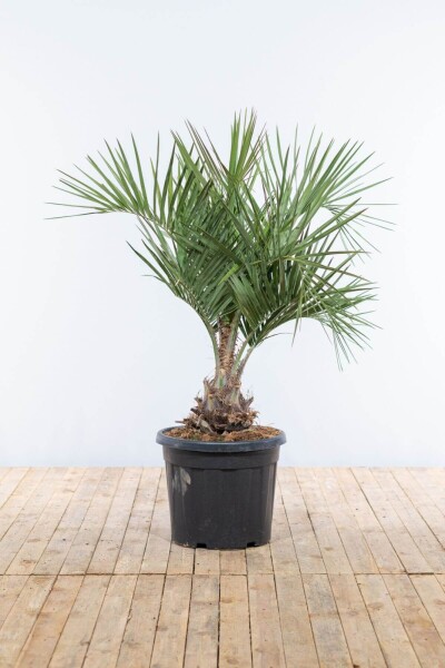 Geleipalm / Butia Capitata struik 100-125 cm Geleipalm / Butia Capitata struik 100-125 cm