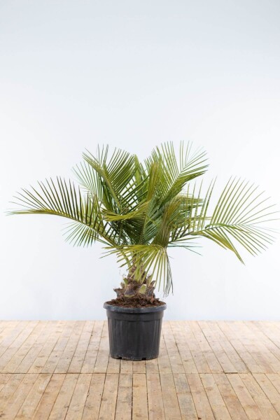 Butia capitata 125-150 cm Butia capitata 125-150 cm