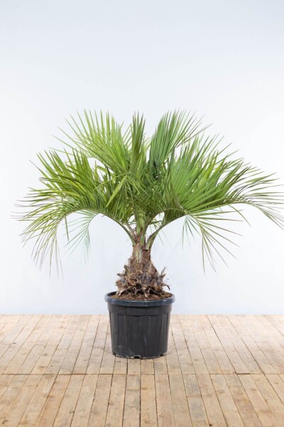 Butia capitata 150-175 cm Butia capitata 150-175 cm