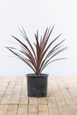 Palme / Cordyline Australis Red Star Strauch