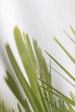 Zwergpalme / Chamaerops Humilis Strauch