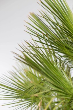 Zwergpalme / Chamaerops Humilis Strauch