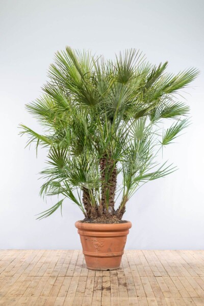 Zwergpalme / Chamaerops Humilis Strauch