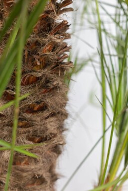 Zwergpalme / Chamaerops Humilis Strauch