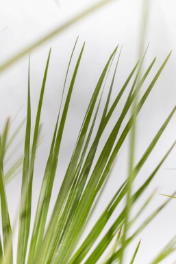 Zwergpalme / Chamaerops Humilis Strauch