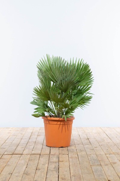 Dwergpalm / Chamaerops Humilis Vulcano struik 100-125 cm Dwergpalm / Chamaerops Humilis Vulcano struik 100-125 cm