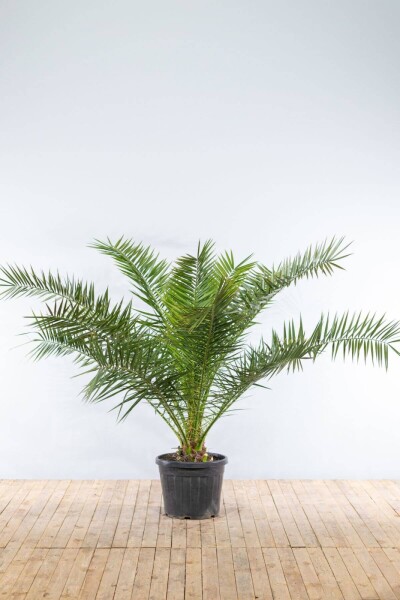 Phoenix canariensis 150-175 cm Phoenix canariensis 150-175 cm