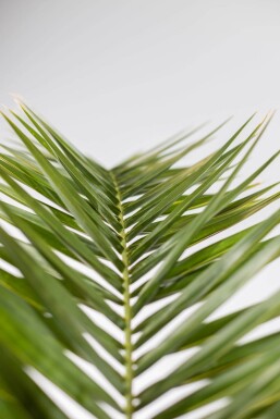 Kanarische Dattelpalme / Phoenix Canariensis Strauch