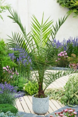 Kanarische Dattelpalme / Phoenix Canariensis Strauch