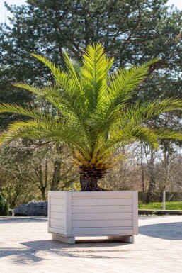 Phoenix canariensis 40-60 cm