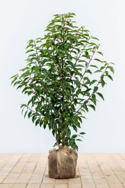 Portugiesischer Kirschlorbeer / Prunus Lusitanica Angustifolia 60-80 cm