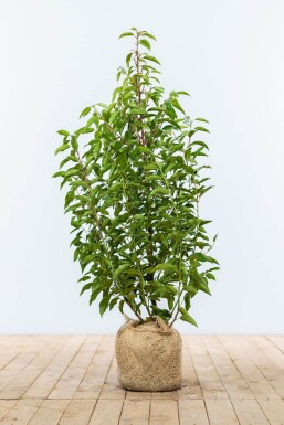 Portugiesischer Kirschlorbeer / Prunus Lusitanica Angustifolia 80-100 cm