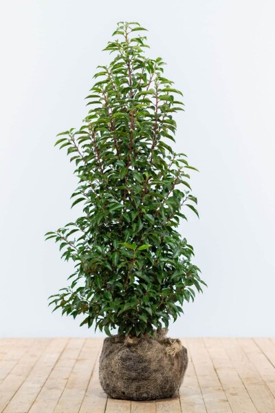 Laurier-cerise / Laurier Du Portugal Prunus Lusitanica Angustifolia 100-125 cm