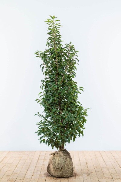 Laurier-cerise / Laurier Du Portugal Prunus Lusitanica Angustifolia 125-150 cm