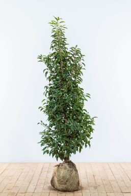Portugiesischer Kirschlorbeer / Prunus Lusitanica Angustifolia 125-150 cm
