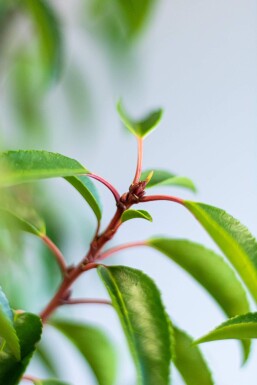 Portugiesischer Kirschlorbeer / Prunus Lusitanica Angustifolia