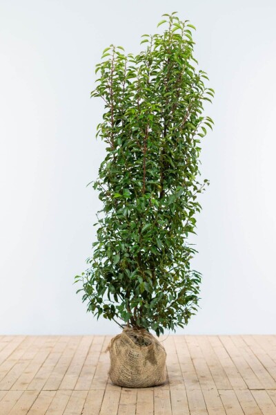 Portugiesischer Kirschlorbeer / Prunus Lusitanica Angustifolia 150-175 cm Portugiesischer Kirschlorbeer / Prunus Lusitanica Angustifolia 150-175 cm