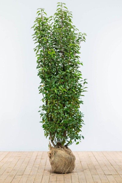 Portugiesischer Kirschlorbeer / Prunus Lusitanica Angustifolia 175-200 cm Portugiesischer Kirschlorbeer / Prunus Lusitanica Angustifolia 175-200 cm