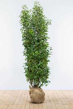 Portugiesischer Kirschlorbeer / Prunus Lusitanica Angustifolia 175-200 cm
