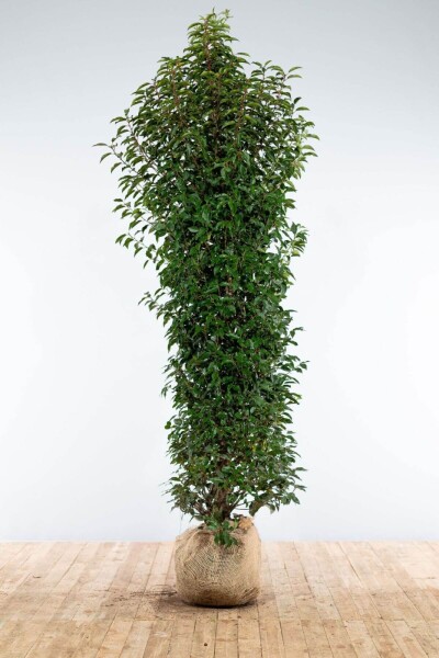 Laurier-cerise / Laurier Du Portugal Prunus Lusitanica Angustifolia 200-225 cm