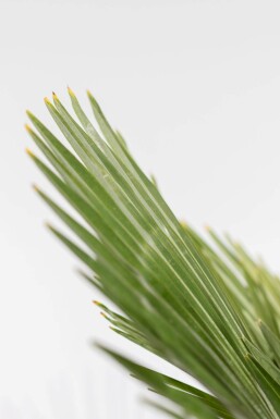 Chinesische Hanfpalme / Trachycarpus Fortunei auf Stamm