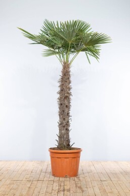 Trachycarpus fortunei