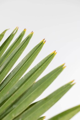 Chinesische Hanfpalme / Trachycarpus Fortunei auf Stamm