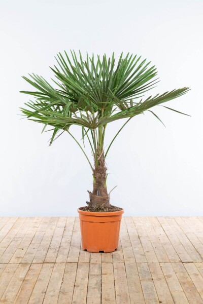 Chinese Waaierpalm Trachycarpus Fortunei Op stam Stamhoogte 40-50 Hoogte 125-150 Pot Chinese Waaierpalm / Trachycarpus Fortunei op stam 125-150 cm