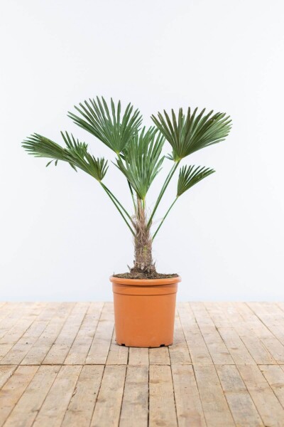 Palmier / Trachycarpus Wagnerianus Sur tige/stipe/tronc 80-100 cm Palmier / Trachycarpus Wagnerianus Sur tige/stipe/tronc 80-100 cm