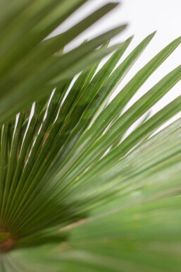 Wagners Hanfpalme / Trachycarpus Wagnerianus auf Stamm