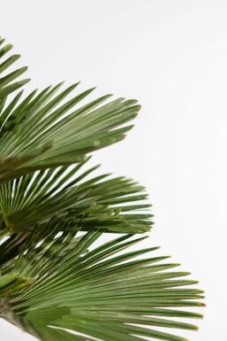 Wagners Hanfpalme / Trachycarpus Wagnerianus auf Stamm