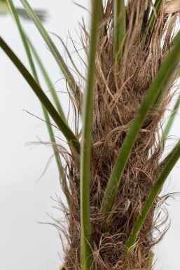 Wagners Hanfpalme / Trachycarpus Wagnerianus auf Stamm