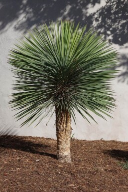 Palmier / Yucca Rostrata Sur tige/stipe/tronc