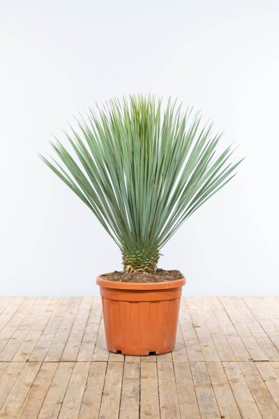 Palm / Yucca Rostrata op stam 150-175 cm Palm / Yucca Rostrata op stam 150-175 cm