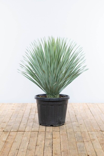 Palmlilien / Yucca Rostrata Strauch