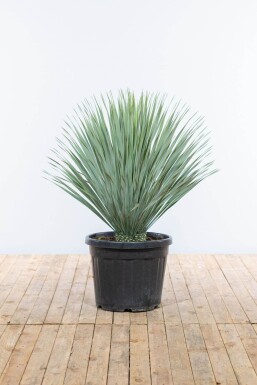 Palmlilien / Yucca Rostrata Strauch