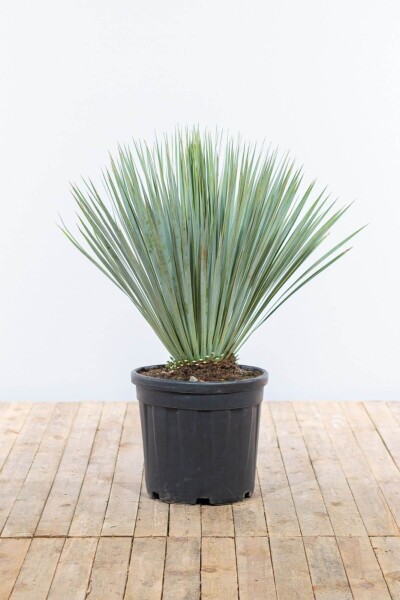 Palmlilien / Yucca Rostrata Strauch