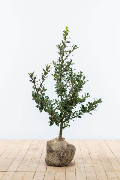 Stechpalme / Ilex Aquifolium