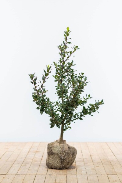Ilex aquifolium 60-80 cm Ilex aquifolium 60-80 cm