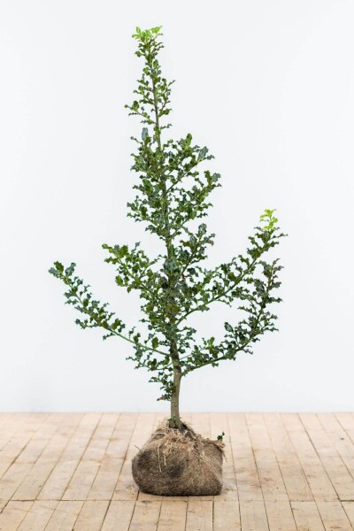 Stechpalme / Ilex Aquifolium